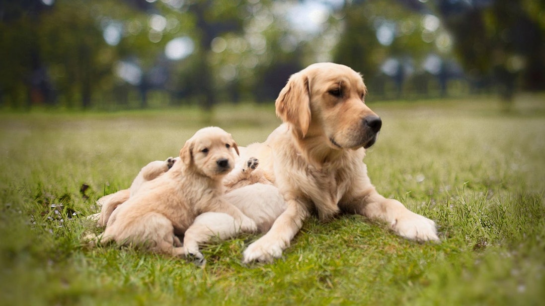 Cachorro Golden Retriever acostado junto a su mamá
