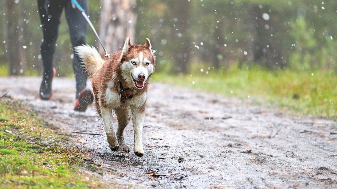 Un hombre trotando junto con su Husky Siberiano