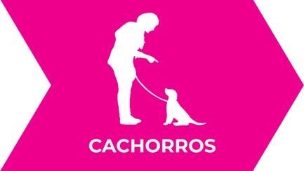 CACHORROS