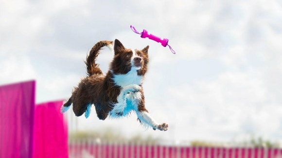 eukanuba hub activities performance