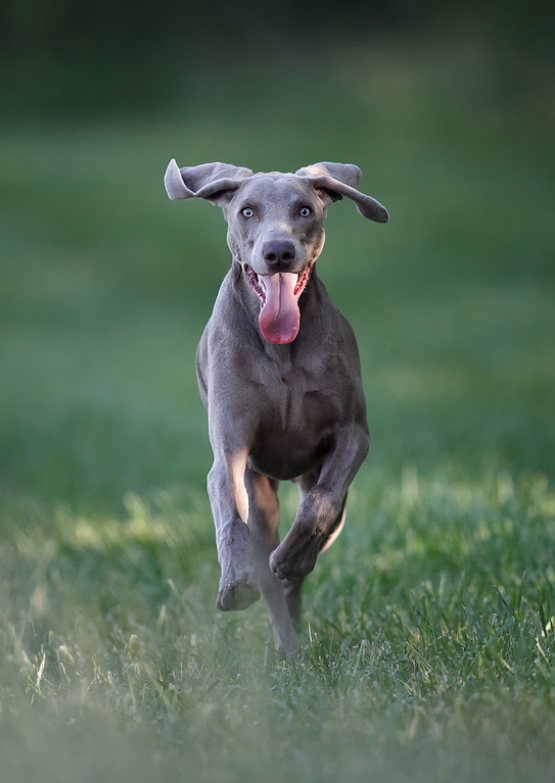 perro-corriendo